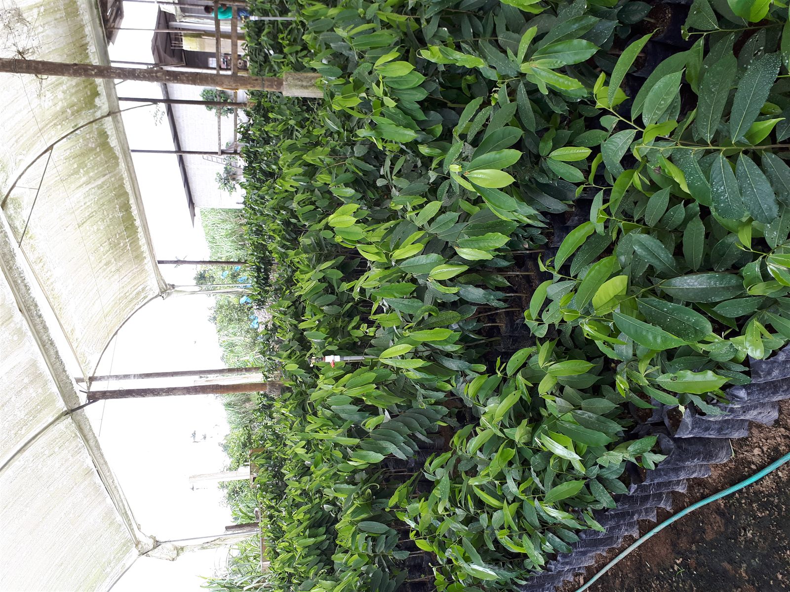 Vivero Abanjocom